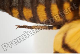 Death-head Hawkmoth - Acherontia atropos 0011